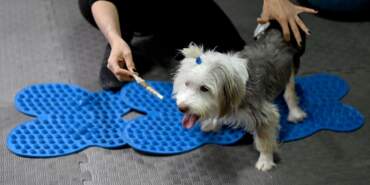 Yumoş’un Tedavi Süreci Umut Veriyor