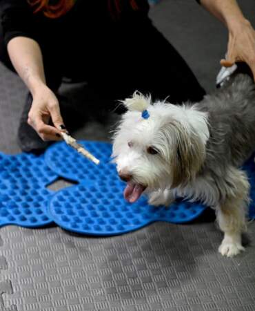 Yumoş’un Tedavi Süreci Umut Veriyor