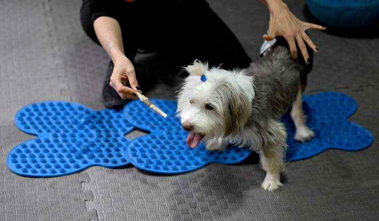 Yumoş’un Tedavi Süreci Umut Veriyor