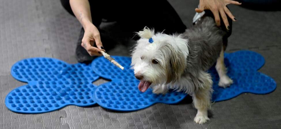 Yumoş’un Tedavi Süreci Umut Veriyor