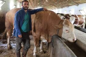 Tam 1 ton 200 kilogram! 420.000 TL değerindeki tosun alıcısını bekliyor