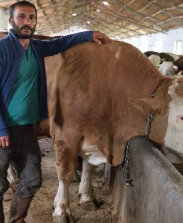 Tam 1 ton 200 kilogram! 420.000 TL değerindeki tosun alıcısını bekliyor