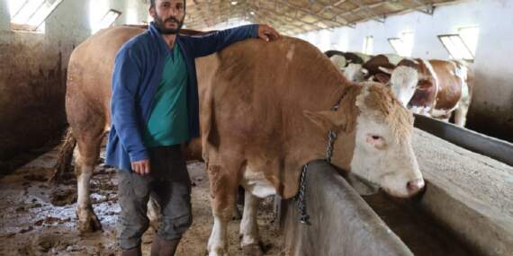Tam 1 ton 200 kilogram! 420.000 TL değerindeki tosun alıcısını bekliyor