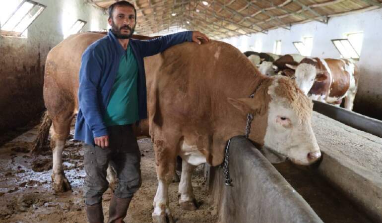 Tam 1 ton 200 kilogram! 420.000 TL değerindeki tosun alıcısını bekliyor