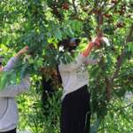 Adana’da üretiyor dünyaya ihraç ediyor! Dönüme 10 ton ürün alıyor