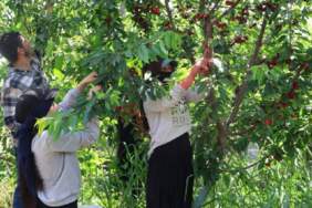 Adana’da üretiyor dünyaya ihraç ediyor! Dönüme 10 ton ürün alıyor