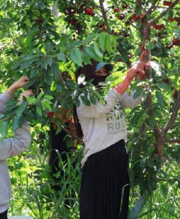 Adana’da üretiyor dünyaya ihraç ediyor! Dönüme 10 ton ürün alıyor