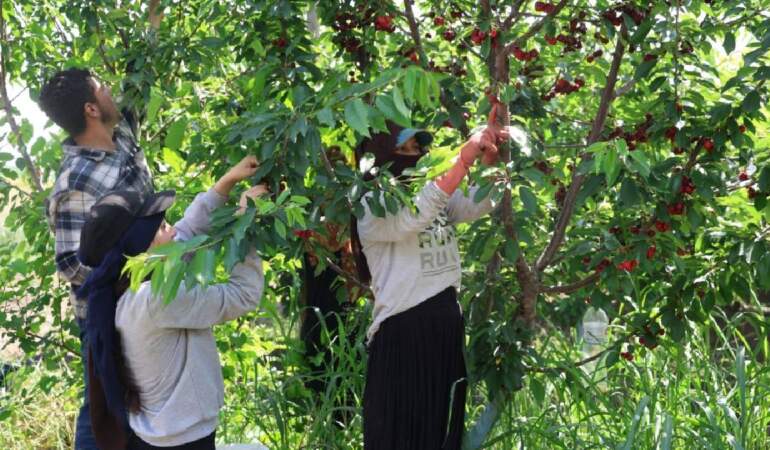 Adana’da üretiyor dünyaya ihraç ediyor! Dönüme 10 ton ürün alıyor