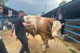 Bursa’da 1.2 tonluk tosun görücüye çıktı! 650 kg et bekleniyor