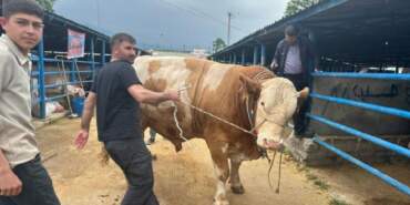 Bursa’da 1.2 tonluk tosun görücüye çıktı! 650 kg et bekleniyor
