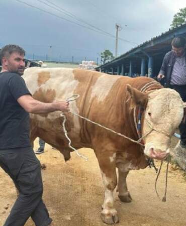 Bursa’da 1.2 tonluk tosun görücüye çıktı! 650 kg et bekleniyor