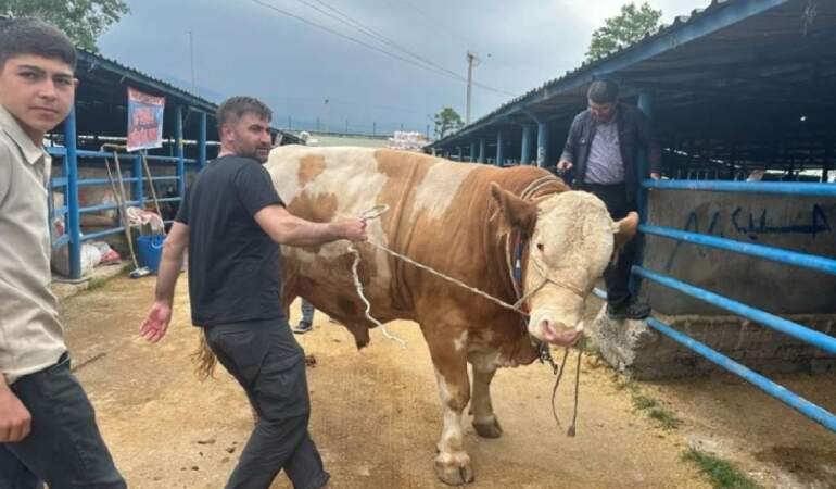 Bursa’da 1.2 tonluk tosun görücüye çıktı! 650 kg et bekleniyor