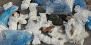 33 Kedi Ölü Bulunmuştu, Veteriner Hekim Serbest Bırakıldı