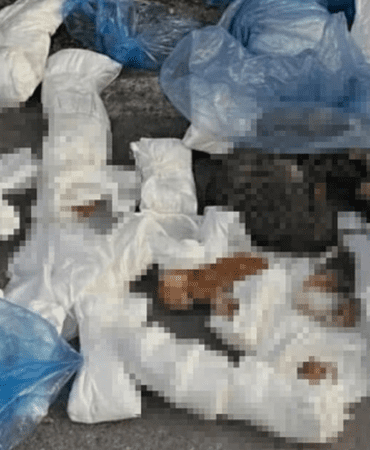 33 Kedi Ölü Bulunmuştu, Veteriner Hekim Serbest Bırakıldı