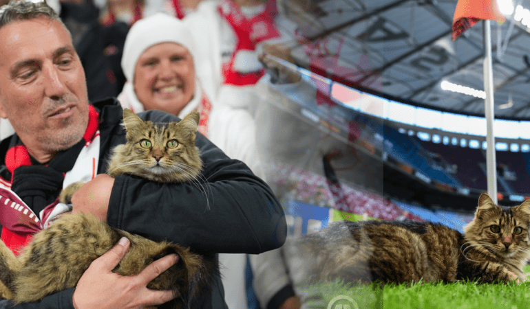 Beşiktaş’taki Avrupa Finalinde Kedi Sürprizi: Herkes Bu Sevimli Misafiri Konuşuyor