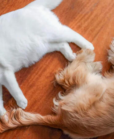 CHP’nin Kedisi Zafer ve Köpeği Mayıs’tan Güzel Haber