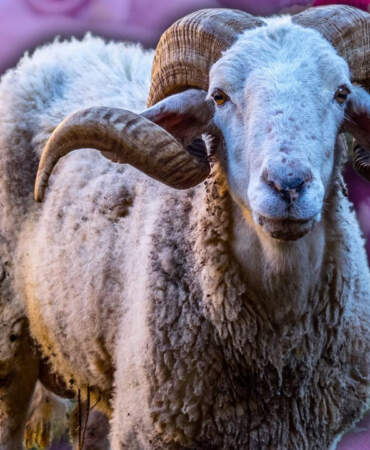 Kurbanın Görünmeyen Faturası Büyüdü! Ek Masraflara Yüzde 30 Zam