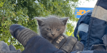 Aracın Tamponuna Sıkışan Yavru Kedi Kurtarıldı