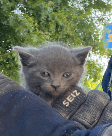 Aracın Tamponuna Sıkışan Yavru Kedi Kurtarıldı