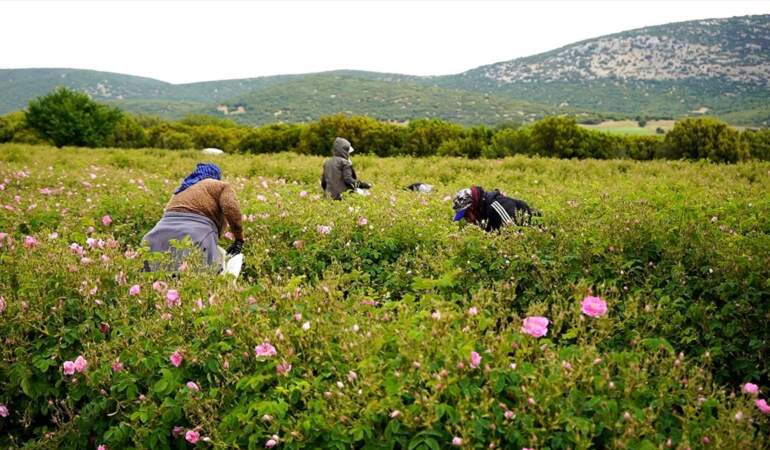 Dünya üretiminin %65’i bu ilimizde! Türkiye’nin ‘Gül bahçesinde’ hasat zamanı