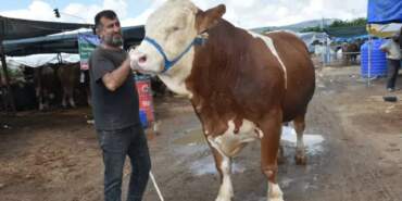 ‘Haso Ağa’ pazarın şampiyonu oldu! 480.000 TL’ye sahibini buldu