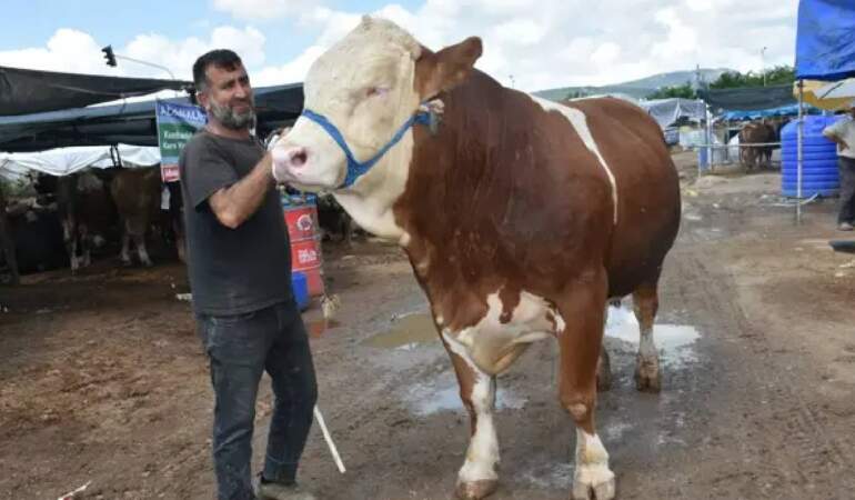 ‘Haso Ağa’ pazarın şampiyonu oldu! 480.000 TL’ye sahibini buldu