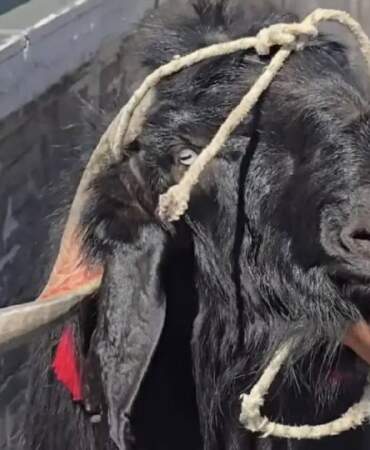 70 kiloluk dev keçi 36.000 TL’ye satıldı! Tüm eti ihtiyaç sahiplerine dağıtılacak