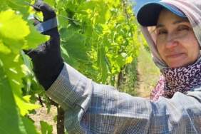 Bayram bitti bağ mesaisi başladı! 9 ayrı çeşit yetişiyor