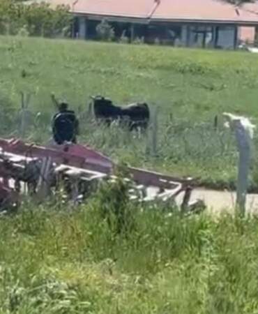 Kurbanlıklar Kaçtı, Kovalamaca Yaşandı