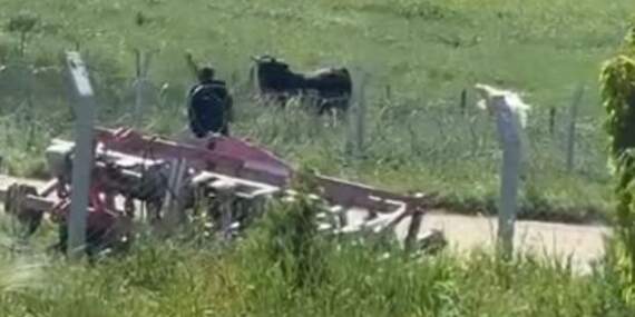 Kurbanlıklar Kaçtı, Kovalamaca Yaşandı