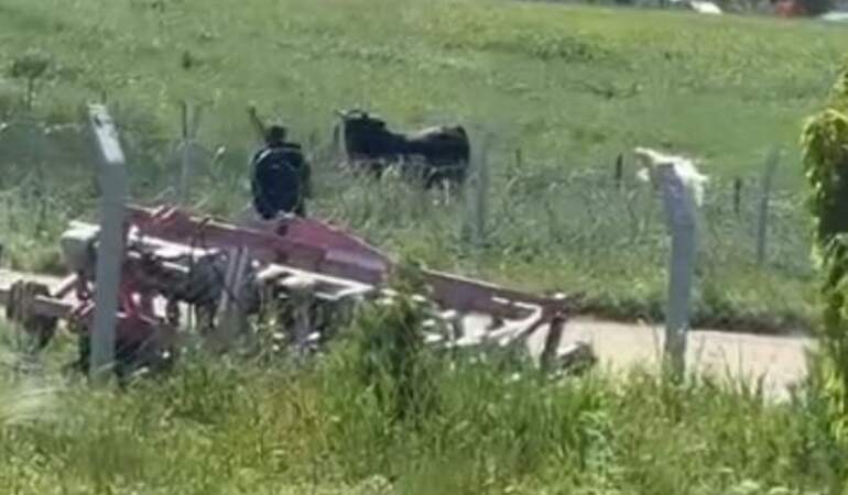 Kurbanlıklar Kaçtı, Kovalamaca Yaşandı