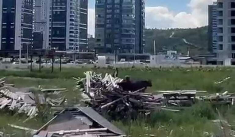 Kurbanlık Boğa Kaçtı, Zor Anlar Yaşandı