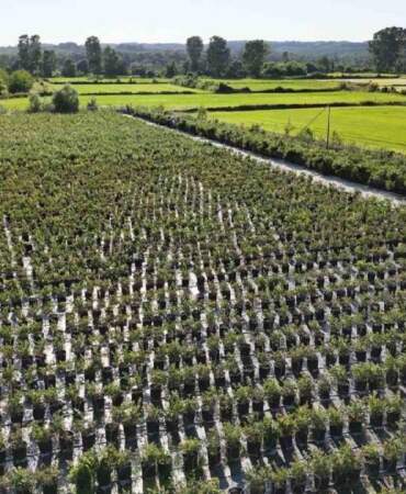 Çay ve fındığın yeni alternatifi! Dönüme 10 kat daha fazla kazandırıyor