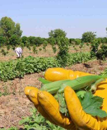 Güneşin doğuşuyla tarla mesaisi başlıyor! Zahmetle toplanıyor, kilosu 150 TL’ye satılıyor