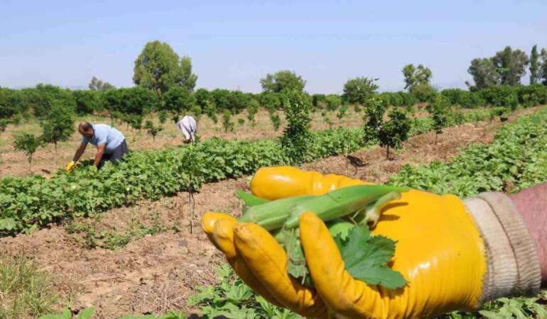 Güneşin doğuşuyla tarla mesaisi başlıyor! Zahmetle toplanıyor, kilosu 150 TL’ye satılıyor