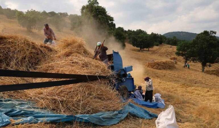 Makine girmeyen yerde imece hasat yapılıyor! 1200 rakımda alın teri