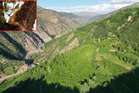 Burası Londra değil Bitlis! Eşsiz doğası ve sincap yuvalarıyla göreni kıskandırıyor