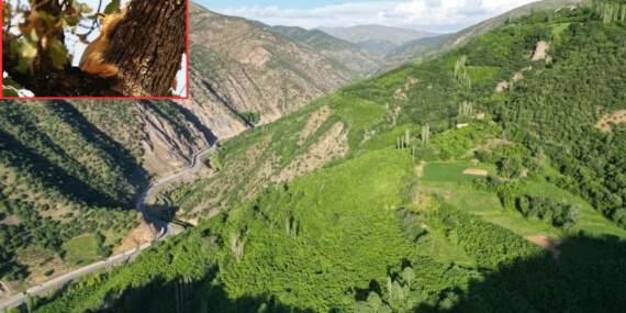 Burası Londra değil Bitlis! Eşsiz doğası ve sincap yuvalarıyla göreni kıskandırıyor