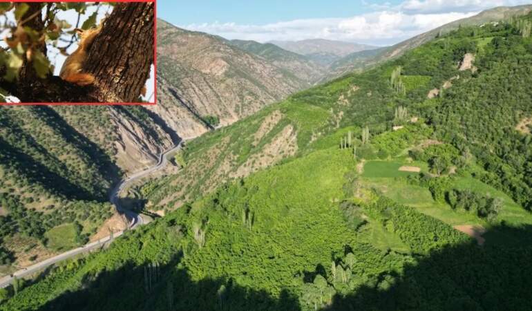 Burası Londra değil Bitlis! Eşsiz doğası ve sincap yuvalarıyla göreni kıskandırıyor