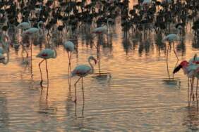 Tuz Gölü’nde flamingo sayısı son 5 yılın en yüksek seviyesinde