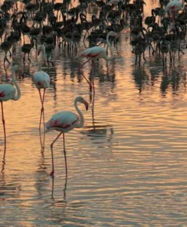Tuz Gölü’nde flamingo sayısı son 5 yılın en yüksek seviyesinde