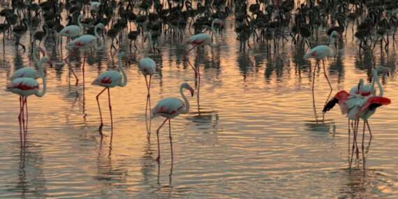 Tuz Gölü’nde flamingo sayısı son 5 yılın en yüksek seviyesinde