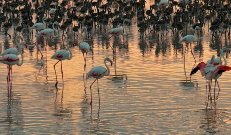 Tuz Gölü’nde flamingo sayısı son 5 yılın en yüksek seviyesinde