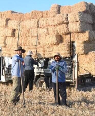 Günlüğü 7.000 TL’ye çalışıyorlar! Hasat sonrası tarla onlara emanet