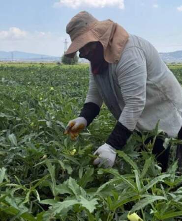 5 ay hasat edilecek Türkiye’nin her köşesine gidecek! 120 TL’den sezonu açtı