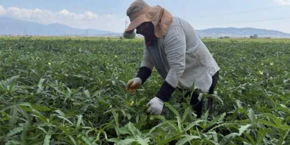 5 ay hasat edilecek Türkiye’nin her köşesine gidecek! 120 TL’den sezonu açtı