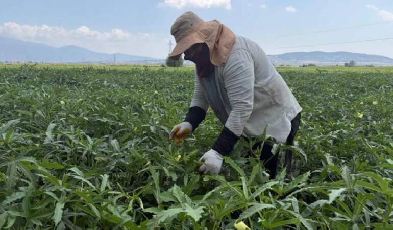 5 ay hasat edilecek Türkiye’nin her köşesine gidecek! 120 TL’den sezonu açtı