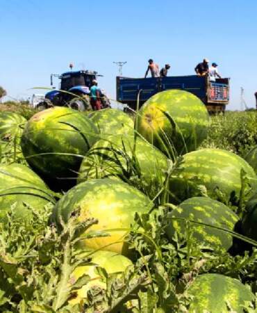 Tarladan 5 TL’ye çıkıyor markette 17’ye yükseliyor! Karpuz üreticisinin ‘Market mağduriyeti’