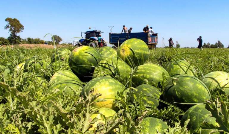 Tarladan 5 TL’ye çıkıyor markette 17’ye yükseliyor! Karpuz üreticisinin ‘Market mağduriyeti’