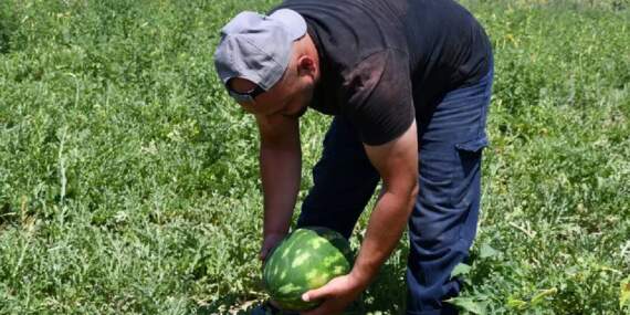Bol sulu, eşsiz lezzetli! Kırklareli’nde hasat tek tek seçerek yapılıyor